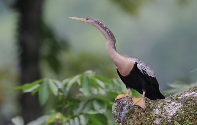 Anhinga (Anhinga anhinga) female