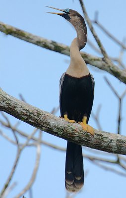 Anhinga (Anhinga anhinga) subadult male