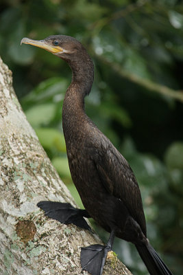 Neotropic Cormorant (Phalacrocorax brasilianus)