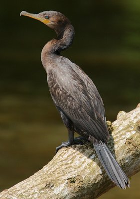 Neotropic Cormorant (Phalacrocorax brasilianus)