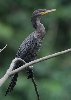 Neotropic Cormorant (Phalacrocorax brasilianus)