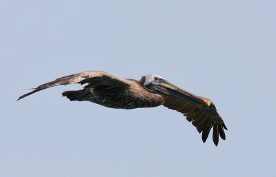Brown Pelican (Pelicanus occidentalis)