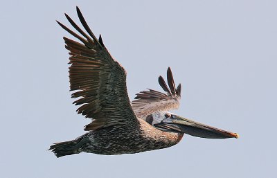 Brown Pelican (Pelicanus occidentalis)