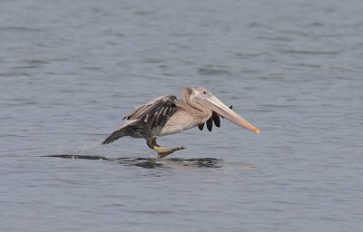 Brown Pelican (Pelicanus occidentalis) subadult