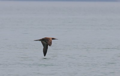 Brown Booby (Sula leucogaster) immature