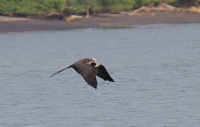 Magnificent Frigate Bird (Fregata magnificens) juvenile with fish