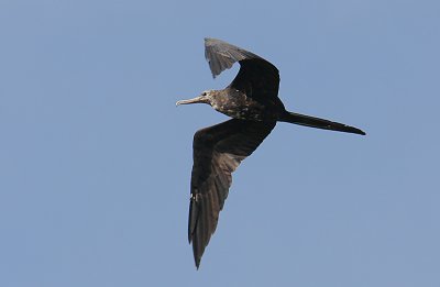 Magnificent Frigate Bird( Fregata magnificens) subadult male