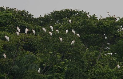 Wood Stork roost
