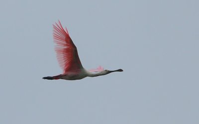 Roseate Spoonbill (Platalea ajaja) adult in flight