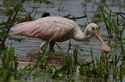 Roseate Spoonbill (Platalea ajaja) juvenile