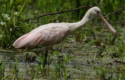 Roseate Spoonbill (Platalea ajaja) juvenile