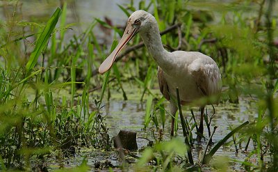 Roseate Spoonbill (Platalea ajaja) juvenile