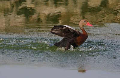 Black-bellied Whistling-Duck (Dendrocygna autumnalis)