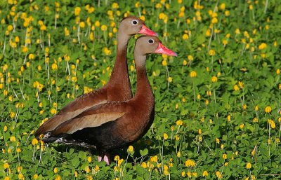 Black-bellied Whistling-Duck (Dendrocygna autumnalis) pair