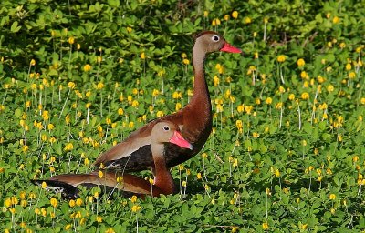 Black-bellied Whistling-Duck (Dendrocygna autumnalis) pair