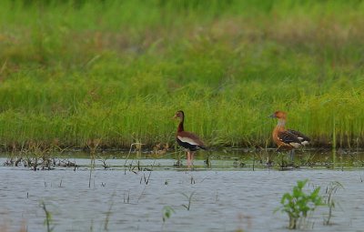 Fulvous Whistling-Ducks (Dendrocygna bicolor)  with a Black-bellied Whistling-Duck (Dendrocygna autumnalis)