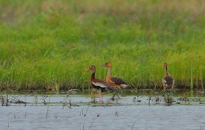 Fulvous Whistling-Ducks (Dendrocygna bicolor) with a Black-bellied Whistling-Duck (Dendrocygna autumnalis)