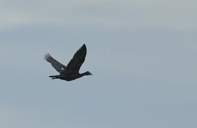 Muscovy Duck (Cairina moschata)