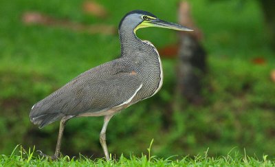 Bare-throated Tiger-Heron (Tigrisoma mexicanum)