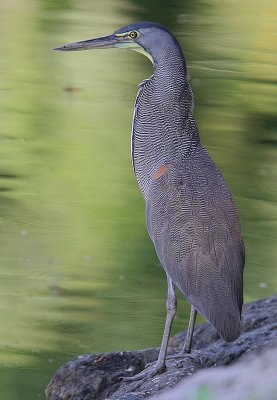 Bare-throated Tiger-Heron (Tigrisoma mexicanum)