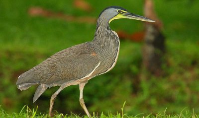 Bare-throated Tiger-Heron (Tigrisoma mexicanum)