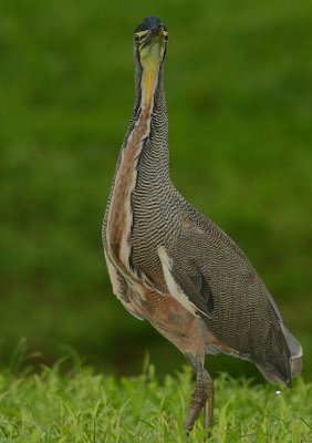 Bare-throated Tiger-Heron (Tigrisoma mexicanum)