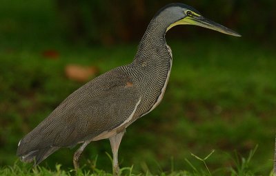 Bare-throated Tiger-Heron (Tigrisoma mexicanum) @ dawn