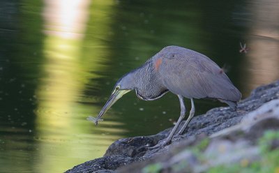 Bare-throated Tiger-Heron (Tigrisoma mexicanum) with a Dragonfly
