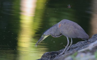 Bare-throated Tiger-Heron (Tigrisoma mexicanum) with a Dragonfly