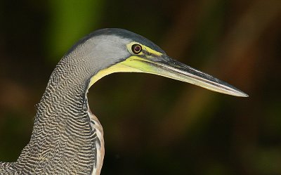 Bare-throated Tiger-Heron (Tigrisoma mexicanum) headshot