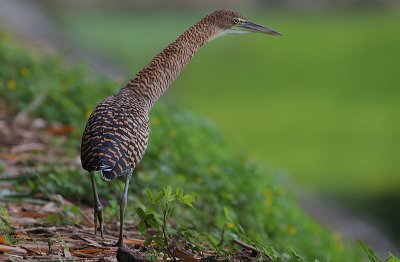 Bare-throated Tiger-Heron (Tigrisoma mexicanum) immature