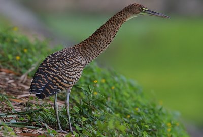 Bare-throated Tiger-Heron (Tigrisoma mexicanum) immature
