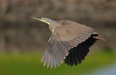 Bare-throated Tiger-Heron (Tigrisoma mexicanum) in flight