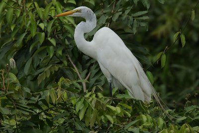 Great Egret (Ardea alba)