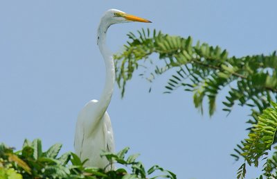 Great Egret (Ardea alba)