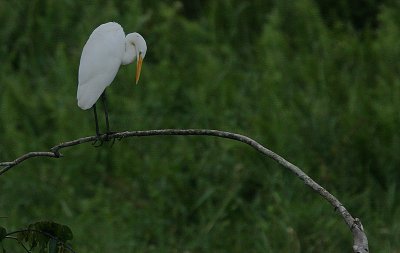Great Egret (Ardea alba) roosting