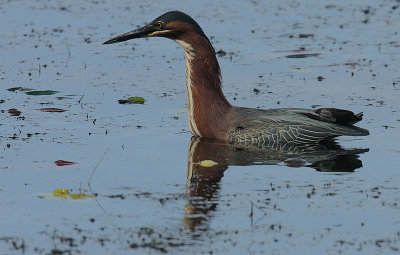 Green Heron (Butorides striata) swimming