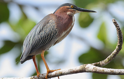 Green Heron (Butorides striata)