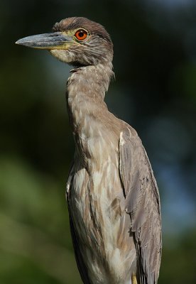 Yellow-crowned Night-Heron ( Nyctanassa violacea) juvenile