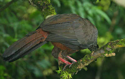 Crested Guan  (Penelope purpurascens)