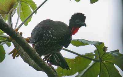 Crested Guan  (Penelope purpurascens)