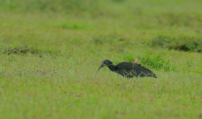 Green Ibis (Mesembrinibis cayennensis)