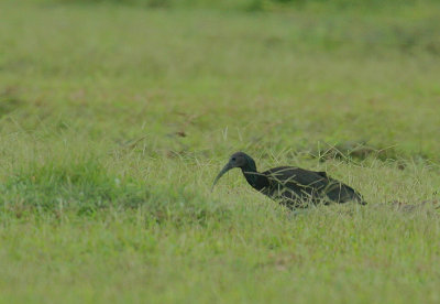 Green Ibis (Mesembrinibis cayennensis)