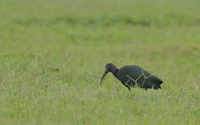 Green Ibis (Mesembrinibis cayennensis)