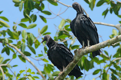 Black Vultures (Coragyps atratus) roosting