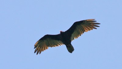 Turkey Vulture (Cathartes aura)