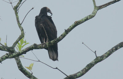 Turkey Vulture (Cathartes aura) juvenile