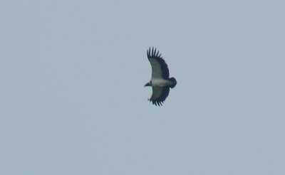King Vulture (Sarcorhamphus papa)