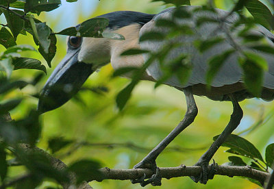 Boat-billed Heron (Cochlearius cochliarius)