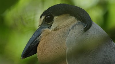 Boat-billed Heron (Cochlearius cochliarius) adult headshot